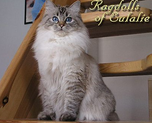 seal lynx colorpoint2.png