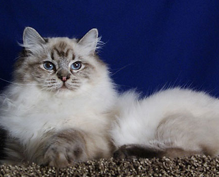 seal lynx colorpoint.png