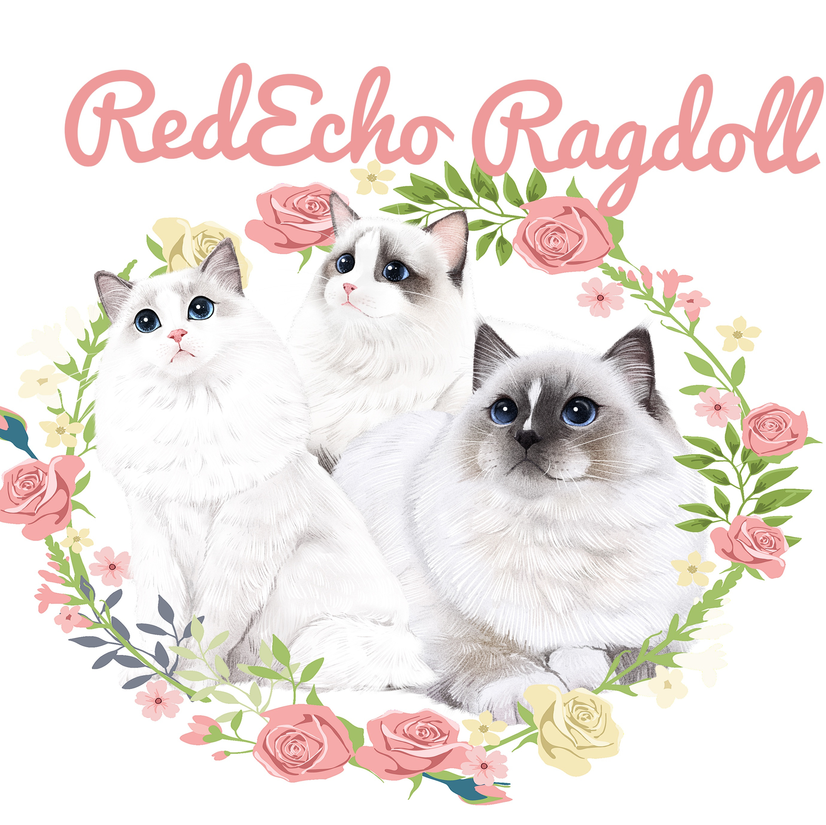 Red Ragdol Red.Echo Ragdoll || Raleigh NC || United State