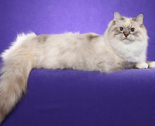 blue lynx mitted.png