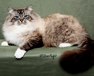 seal lynx colorpoint.png