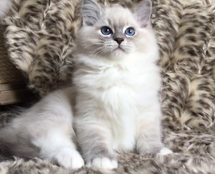 blue lynx mitted2.png