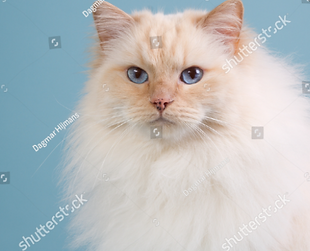 cream lynx mitted2.png