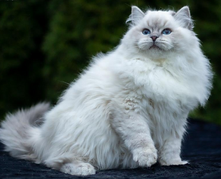 blue lynx colorpoing.png