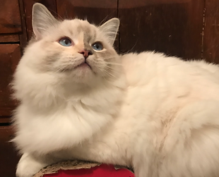 blue cream lynx mitted.png