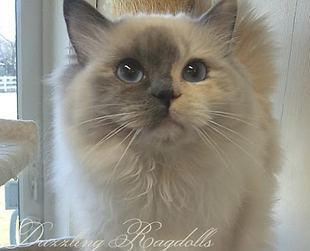 blue cream mitted.png