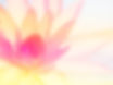 Close up lotus in the river on blur background.Beautiful lotus flower made with color filt