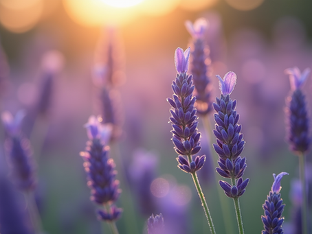 How Essential Oils Can Enhance Your Daily Routine
