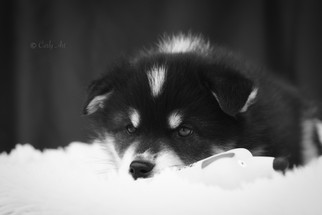 IMG_0246gimplumsignaturbw.jpeg