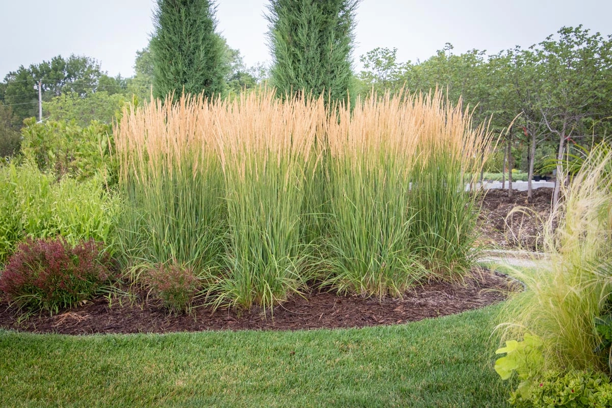 Landscape Design