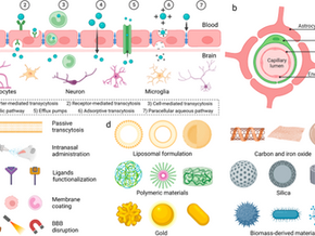 The blood–brain barrier: Structure, regulation and drug delivery