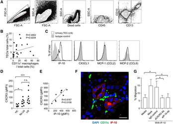 Immunological characteristics and possible pathogenic role of urinary CD11c+ macrophages in lupus nephritis. Rheumatology (Oxford). 2020 [참여저자]