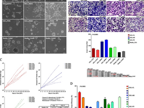 Different states of stemness of glioblastoma stem cells sustain glioblastoma subtypes indicating novel clinical biomarkers and high-efficacy customized therapies