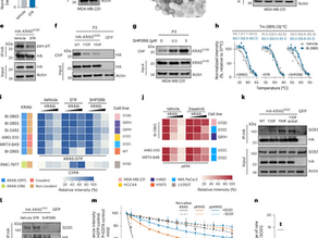 Posttranslational modifications remodel proteome-wide ligandability