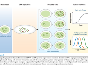 Extrachromosomal DNA: An Emerging Hallmark in Human Cancer