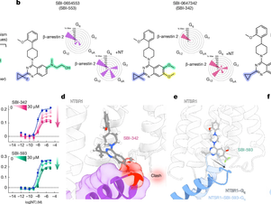 Designing allosteric modulators to change GPCR G protein subtype selectivity