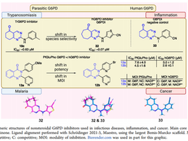 Boosting the Discovery of Small Molecule Inhibitors of Glucose-6-Phosphate Dehydrogenase for the Treatment of Cancer, Infectious Diseases, and Inflammation