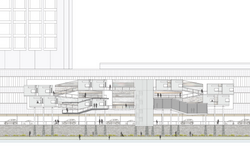 Longitudinal Section