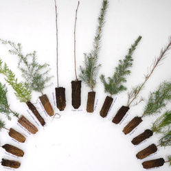 Helping Trees Walk: Is Assisted Migration a Climate Solution or an Ecological Disaster?