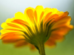 Blog Post 1 - Elli Rande