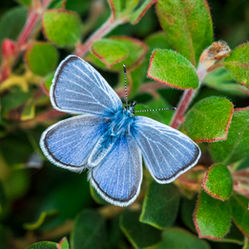 How butterflies are regenerating San Francisco's sand dunes