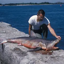 Fins are for Swimming, not Slicing: How is Shark Finning Destructive?