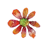 Orange Flower.png