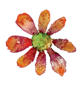 Orange Flower.png
