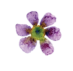 Purple Flower.png
