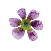 Purple Flower.png