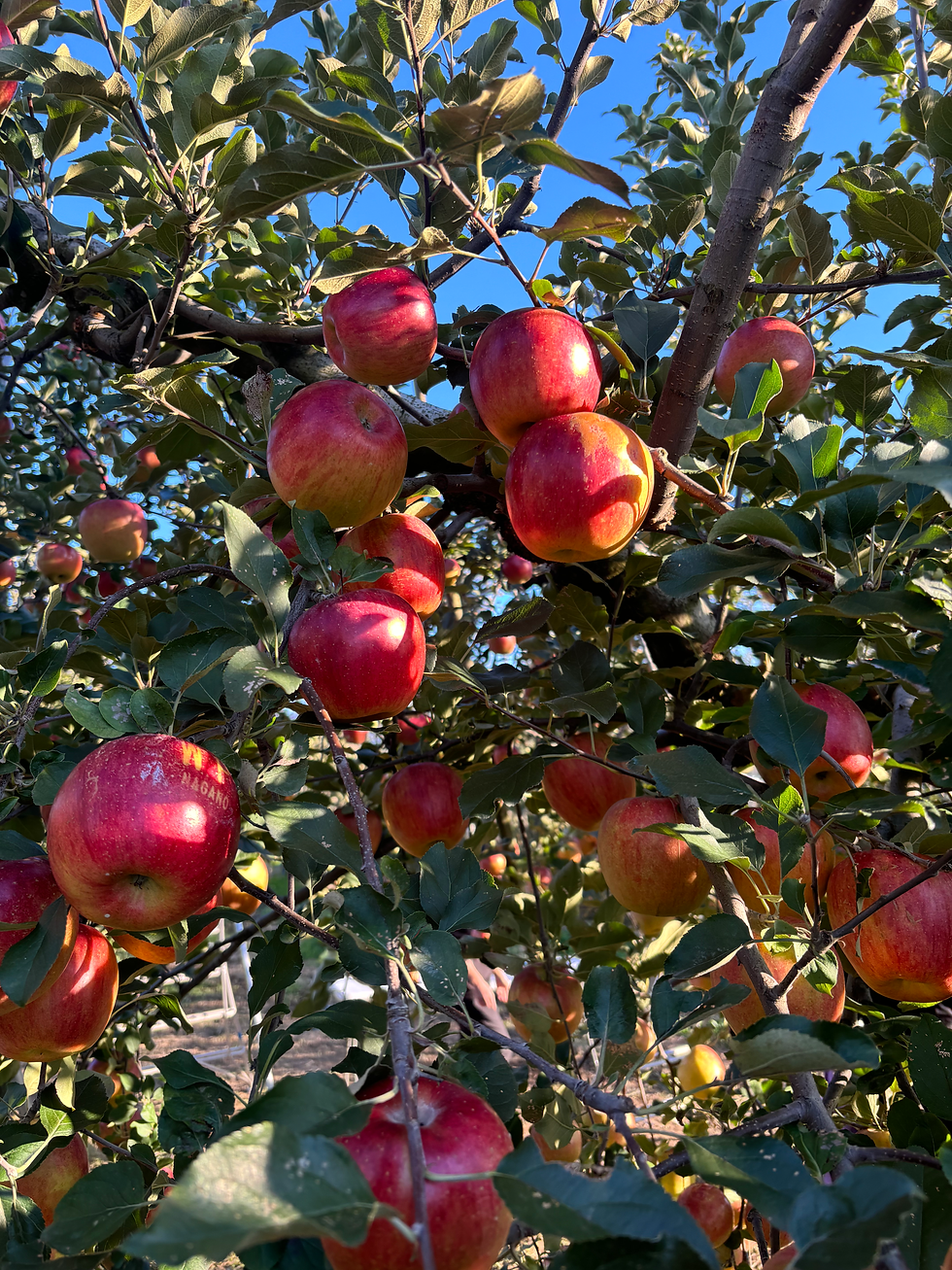 ワンダーパーラーカフェのメイドさんと秋めぐりのたび