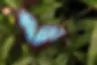 papillon-Bioxegy-innovation.webp