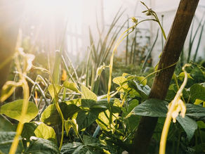 Biomimétisme et Agriculture