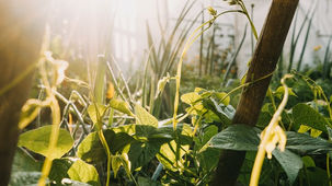 Biomimétisme et Agriculture