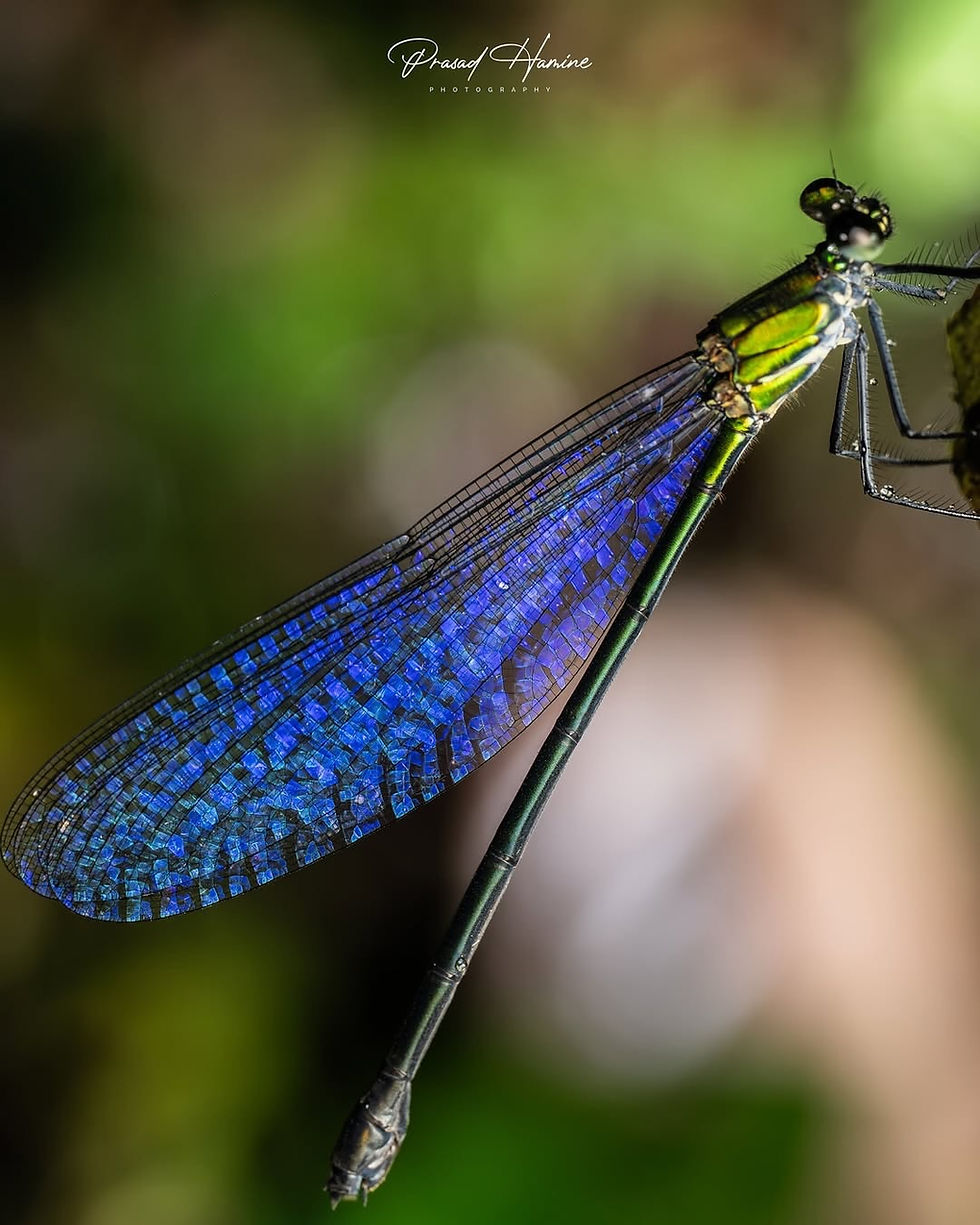 Biomimicry: How the Damselfly Wing Is Revolutionizing Engineering