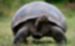 Tortue géante des Galapagos