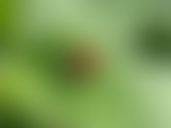 Études en biomimétisme : comment étudier et appliquer l’ingéniosité du vivant