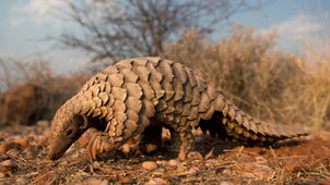 Le pangolin, protégé mais menacé