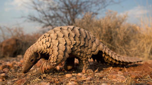 Le pangolin, protégé mais menacé