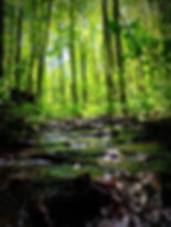 biomimétisme écosystème définition