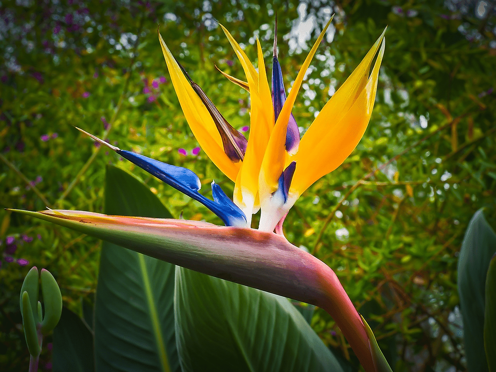 Une fleur d’oiseau de paradis. On voit bien les longs pétales bleus qui protègent l’étamine.