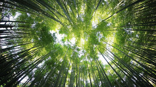Écosystème : l'incroyable collaboration au service du patrimoine naturel