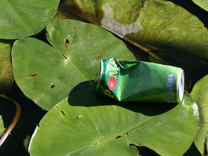 Biomimétisme et dépollution