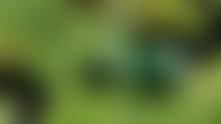 Biomimétisme et dépollution