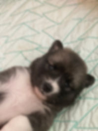 Prancer.jpeg