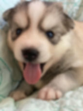 Max.jpeg