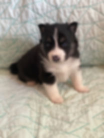 Dasher.jpeg