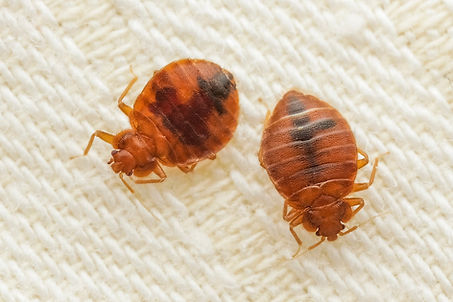 Bed Bugs_Standard License.jpg