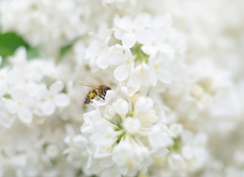 bee.png