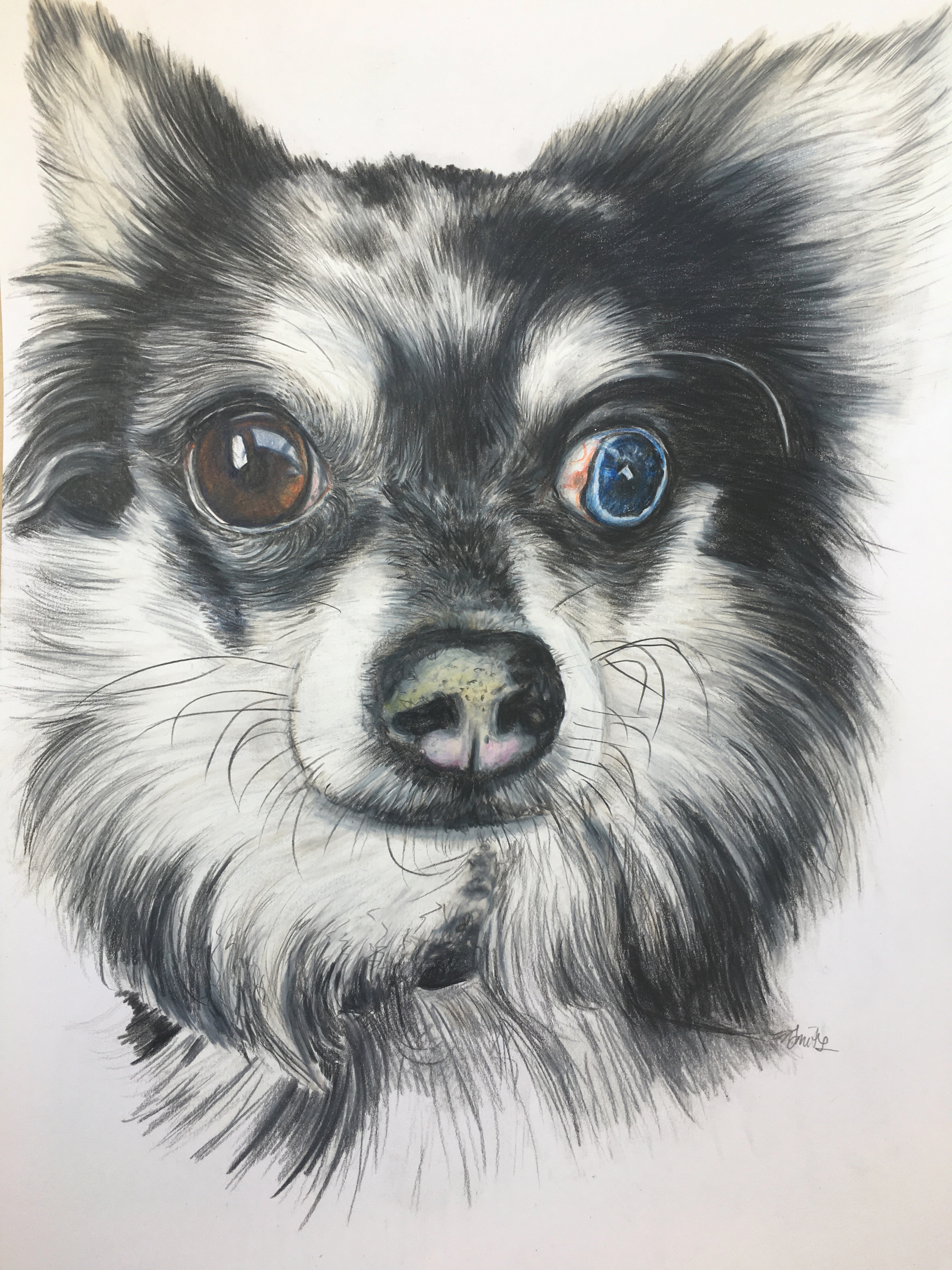 Pet Portrait 16.5" x 11.7"